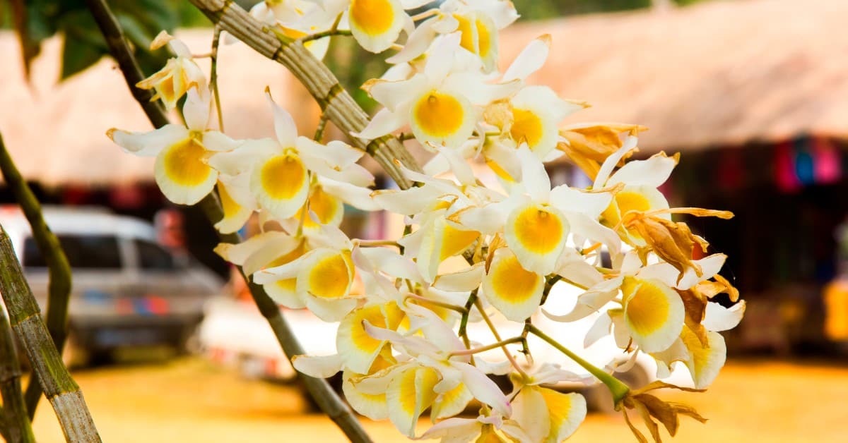 Leia mais sobre o artigo Como Cuidar das Orquídeas Dendrobium Densiflorum?
