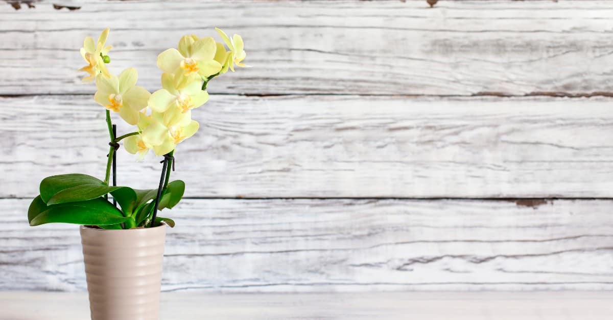 Leia mais sobre o artigo Como Cuidar de Mini Orquídeas?