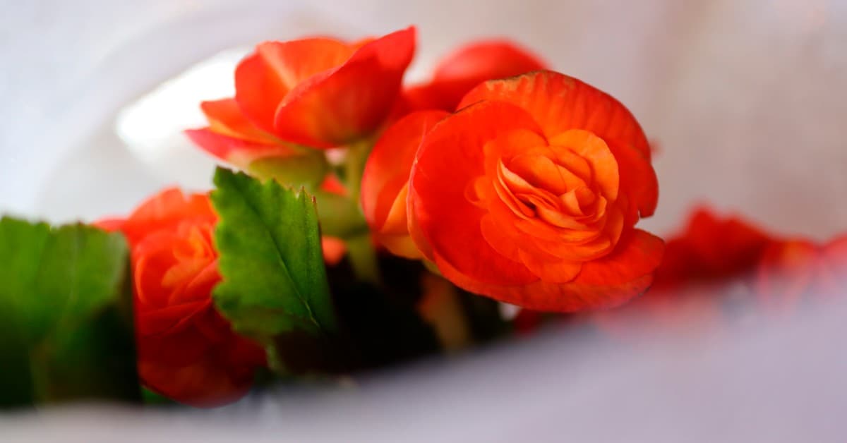 Leia mais sobre o artigo Como cuidar de mini rosas?