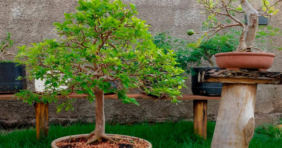 Leia mais sobre o artigo Como cuidar de um bonsai de jabuticaba?