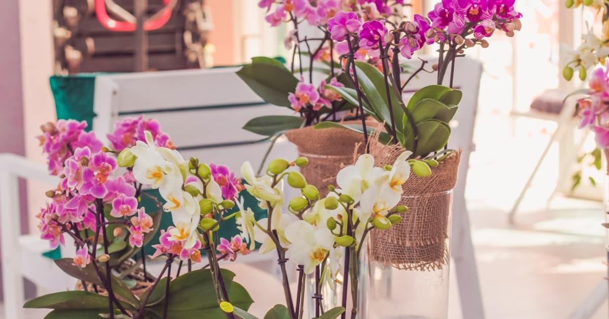 Leia mais sobre o artigo Qual o melhor vaso para orquídeas?