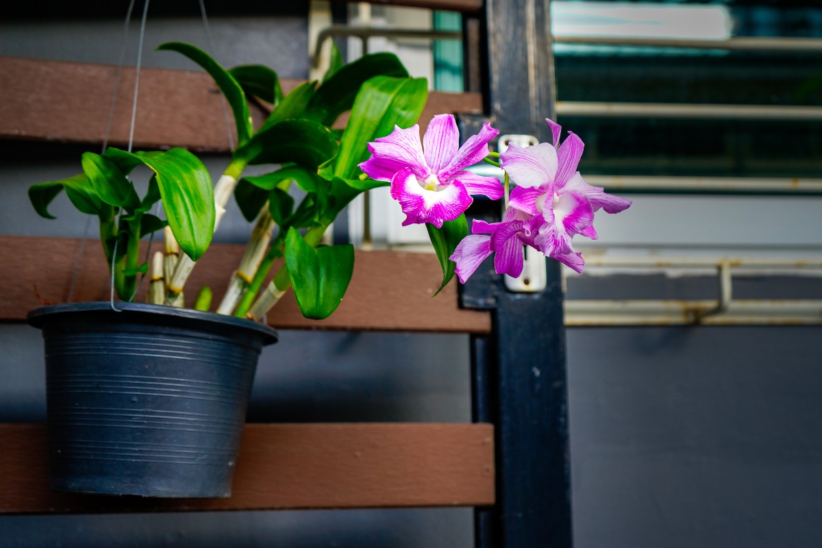 Você está visualizando atualmente Como fazer adubo caseiro para orquídeas para deixar suas plantas ainda mais bonitas e vistosas