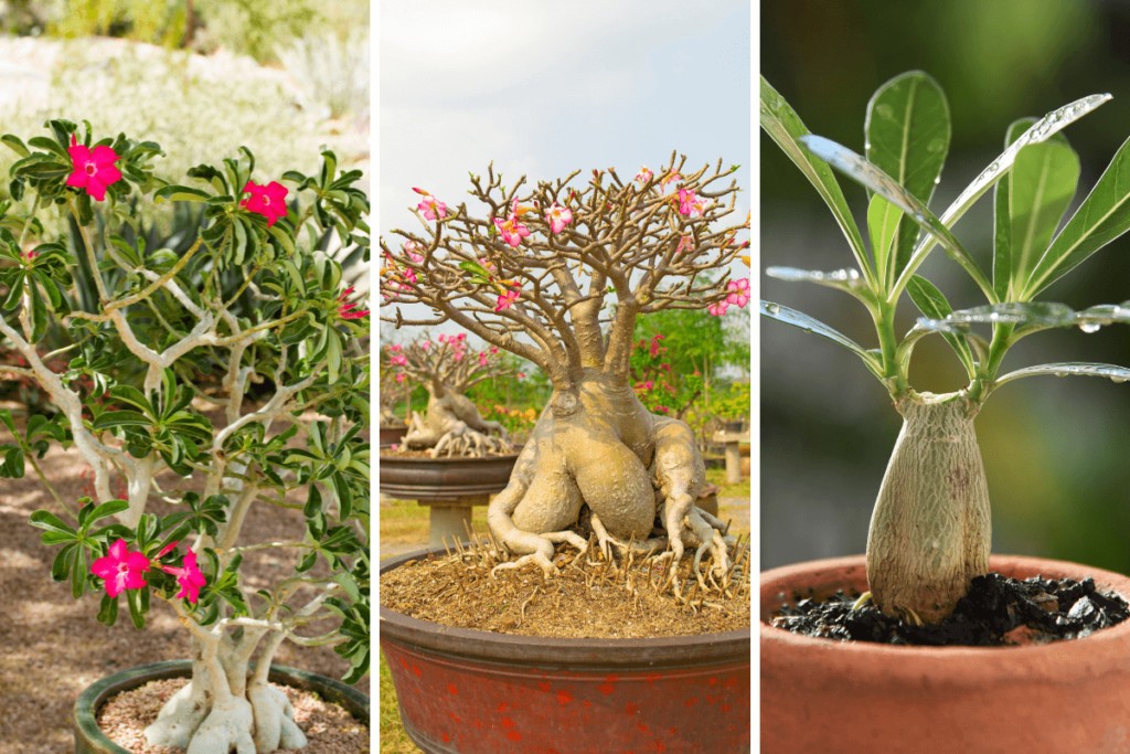 unlock the secrets to successful desert rose care a step by step guide
