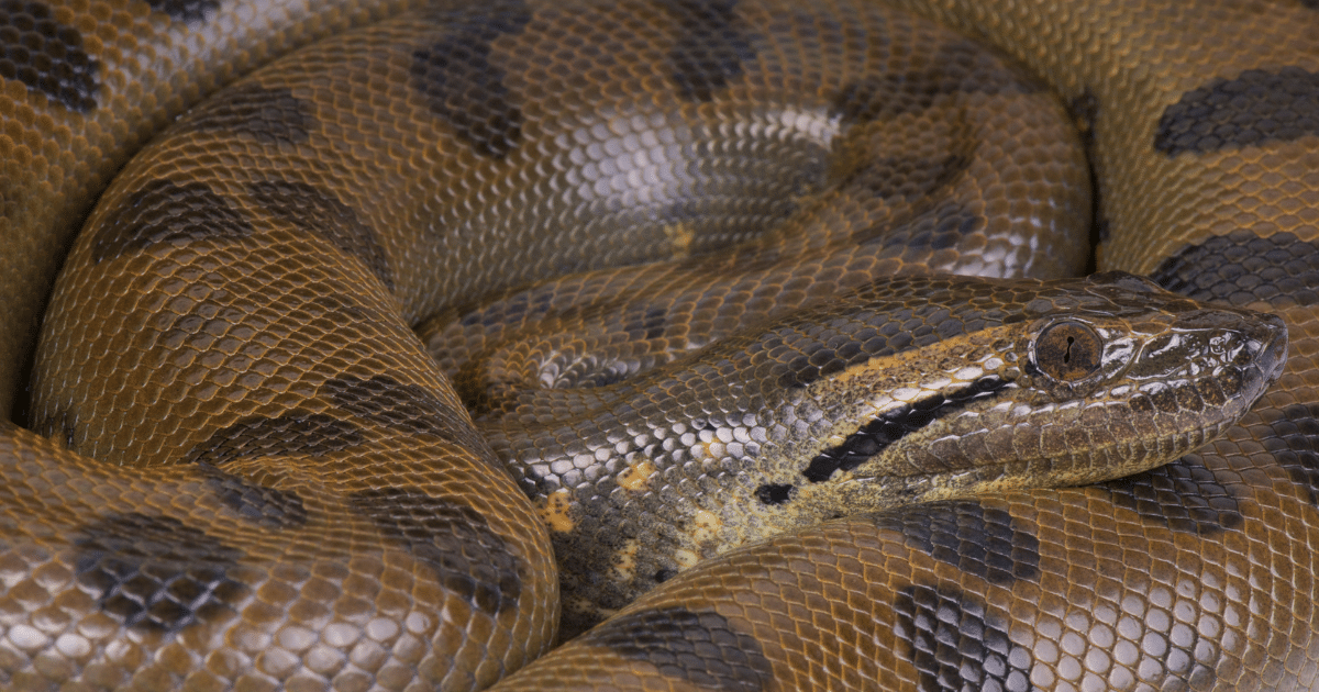 Características das Cobras Gigantes - Cobra Gigante de 7 metros encontrada no Rio Tocantins! Vídeo e Imagens impressionantes além de fatos intrigantes da Sucuri-verde. Será a Sucuri verde venenosa?