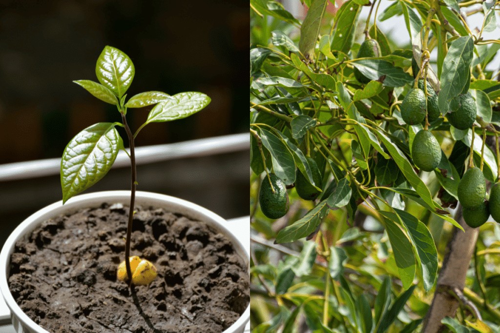 Você está visualizando atualmente Como cultivar abacate em vaso usando a semente: passo a passo rápido e fácil