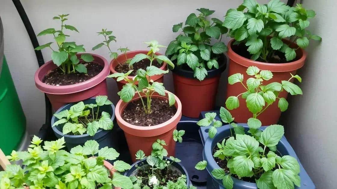 Dicas para cultivar ervas em pequenos espaços